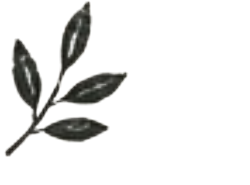 Osmanthus Oolong